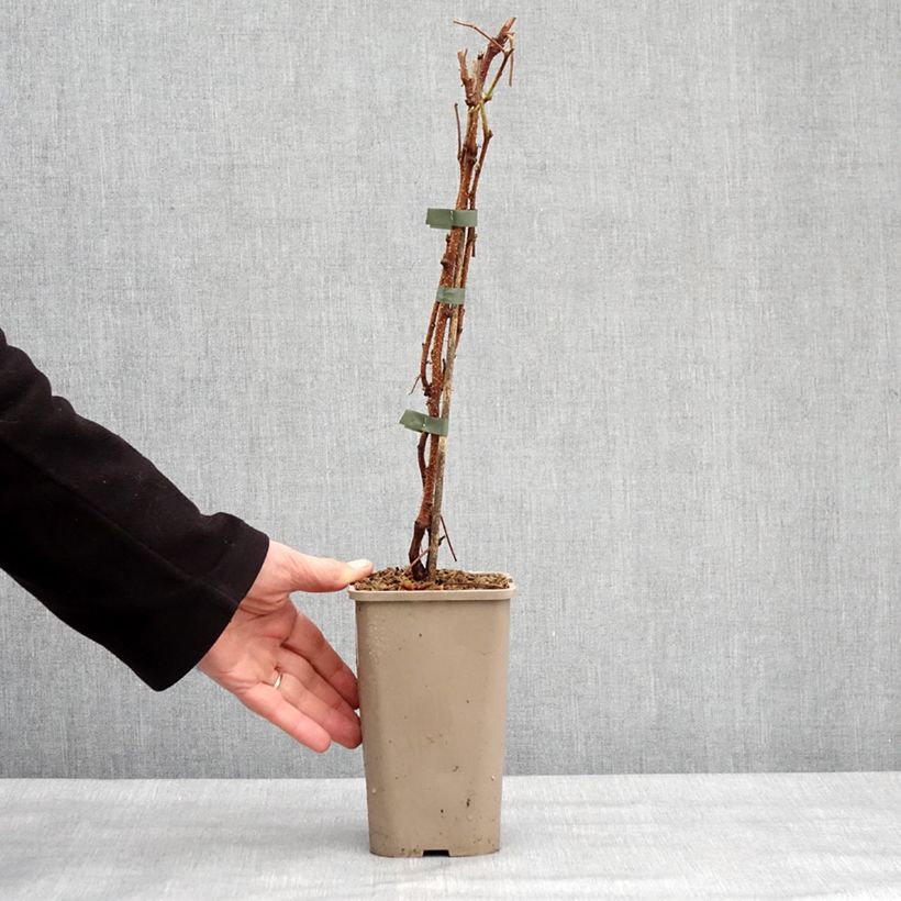 Frambuesa Primeberry Autumn Sun Maceta 1,5L/2L, Formación arbustiva Ejemplar entregado en invierno