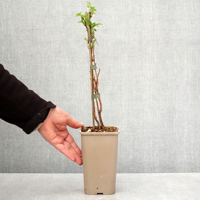 Frambuesa Primeberry Autumn Sun Maceta 1,5L/2L, Formación arbustiva Ejemplar entregado en la primavera