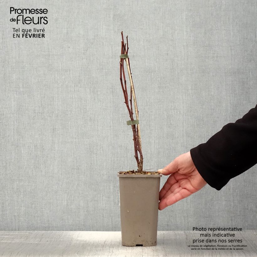 Frambuesa Primeberry Autumn Wildy Maceta 1,5L/2L Ejemplar entregado en invierno