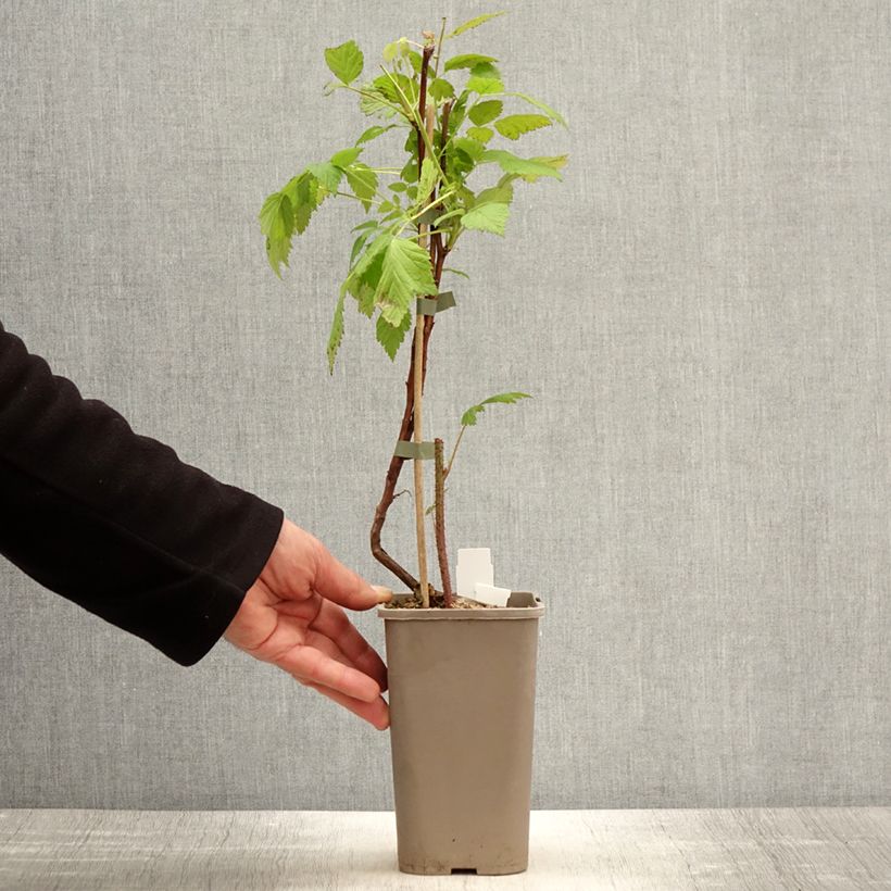 Frambuesa Primeberry Autumn Wildy Maceta 1,5L/2L Ejemplar entregado en la primavera