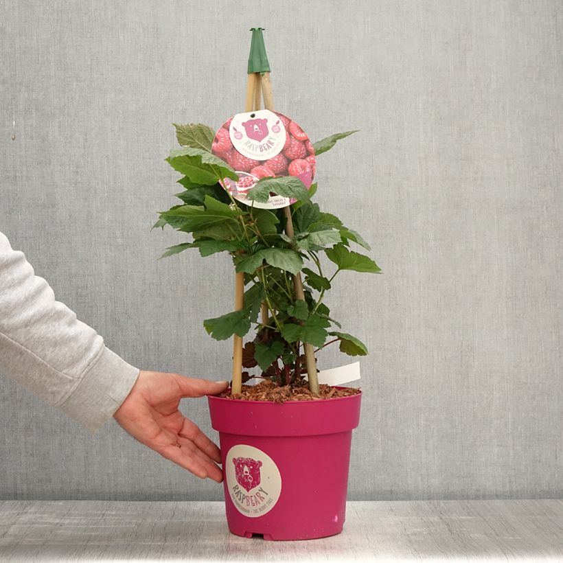 Frambuesa Raspbeary Maceta 4L/5L, Formación arbustiva Ejemplar entregado en la primavera