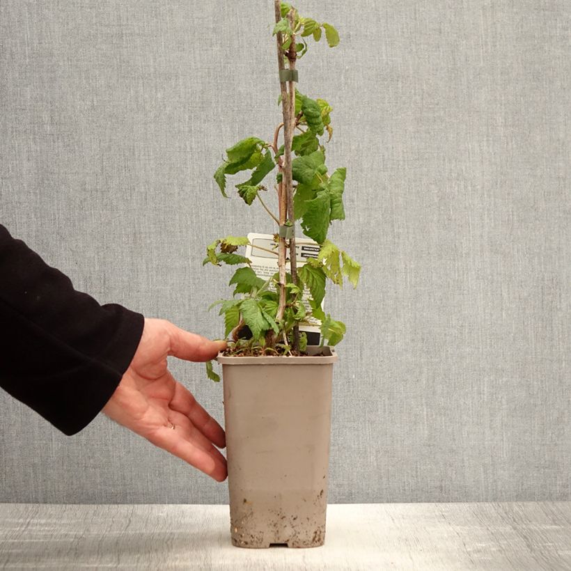 Frambuesa Bohème Maceta 1,5L/2L, Formación arbustiva Ejemplar entregado en la primavera