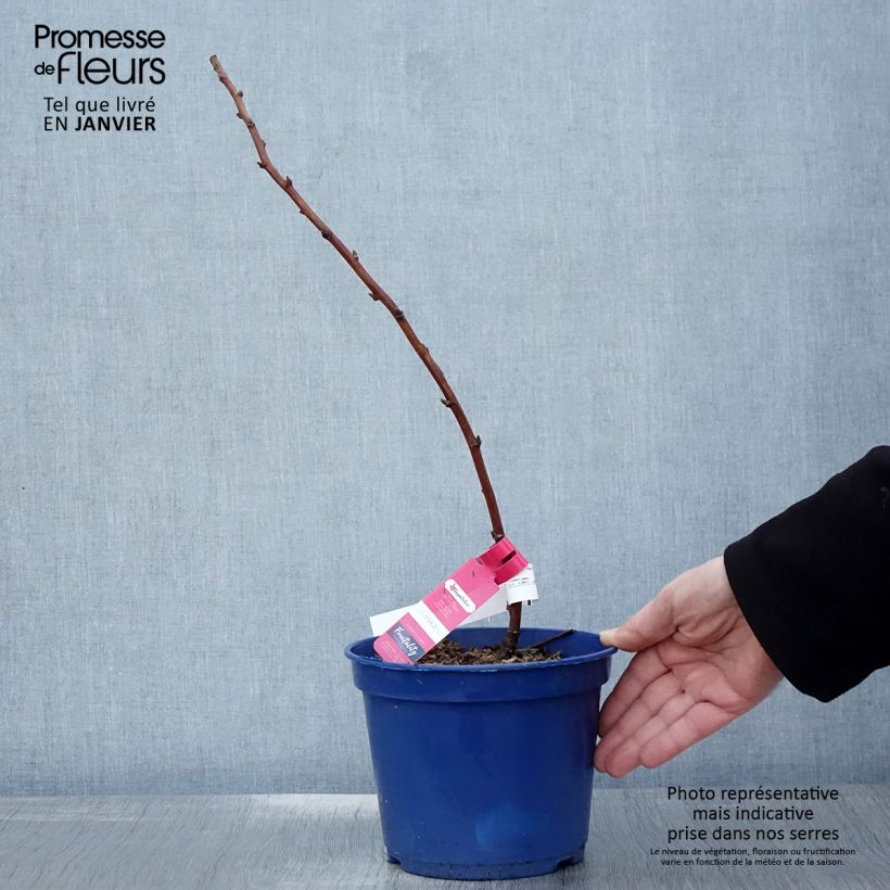 Frambuesa FRUITALITY Frambélise Maceta 2L/3L, Formación arbustiva Ejemplar entregado en invierno