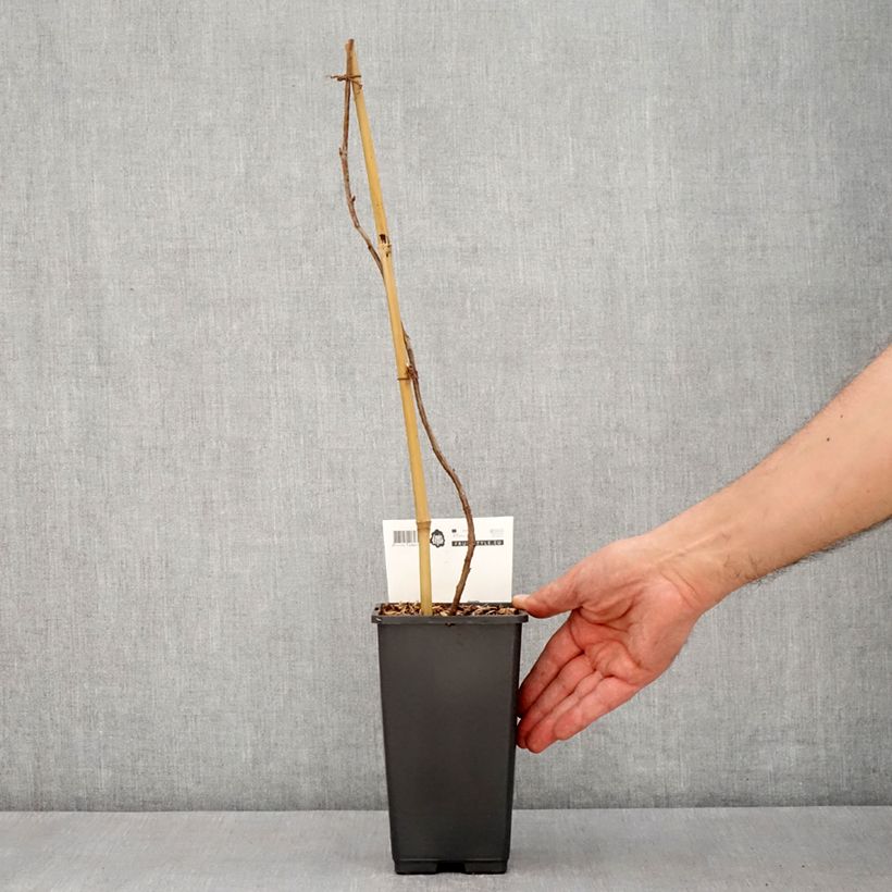 Frambuesa Malling Passion Maceta 2L/3L Ejemplar entregado en la primavera