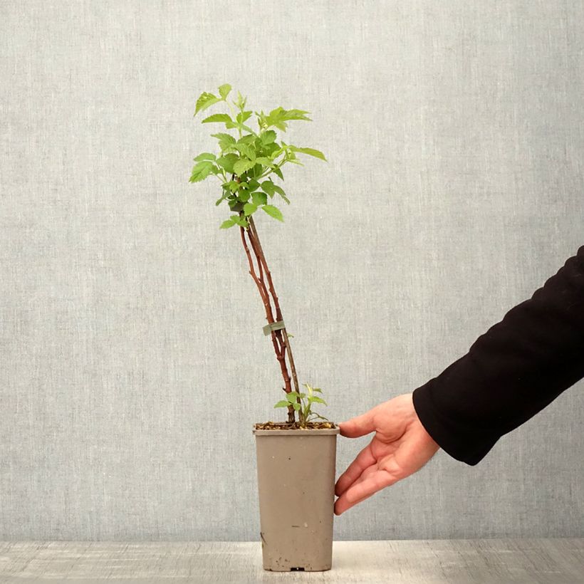 Frambuesa Primeberry Autumn Chef Maceta 1,5L/2L, Formación arbustiva Ejemplar entregado en la primavera