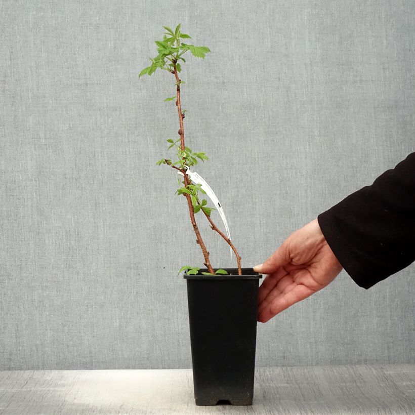 Frambuesa Scepter Maceta 1L/1,5L Ejemplar entregado en la primavera