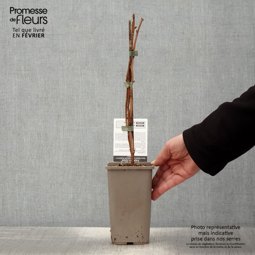 Frambuesa Schlaraffia Plentiful Maceta 1,5L/2L, Formación arbustiva Ejemplar entregado en invierno