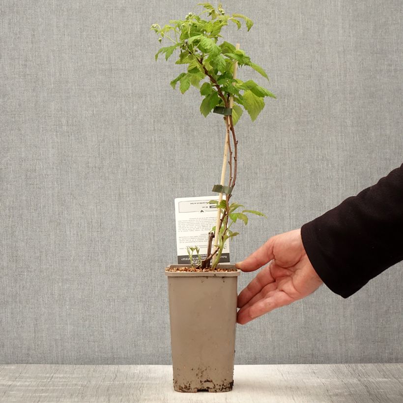 Frambuesa Schlaraffia Plentiful Maceta 1,5L/2L, Formación arbustiva Ejemplar entregado en la primavera