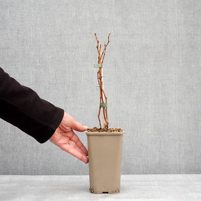 Frambuesa Schlaraffia Golddigger Maceta 1,5L/2L, Formación arbustiva Ejemplar entregado en invierno