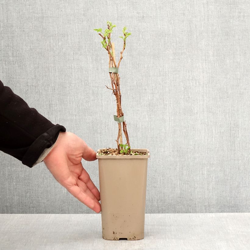 Frambuesa Schlaraffia Golddigger Maceta 1,5L/2L, Formación arbustiva Ejemplar entregado en la primavera