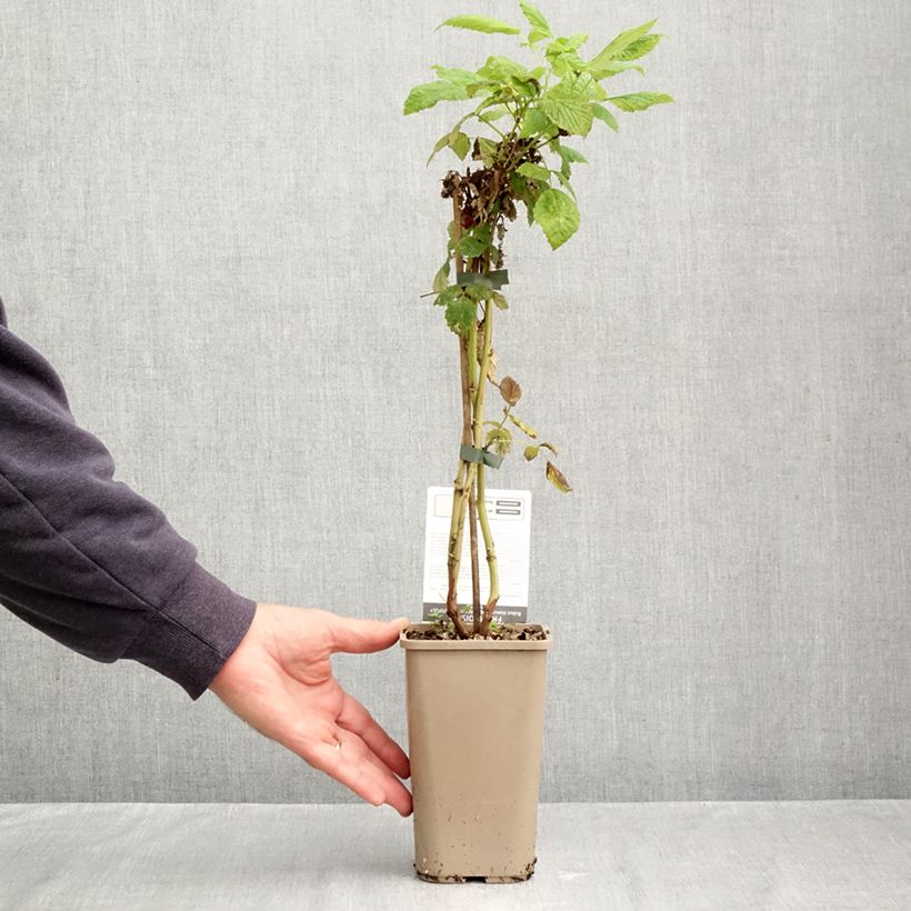 Ejemplar de Frambuesa Schlaraffia Plentiful Maceta 1,5L/2L, Formación arbustiva entregado en otoño
