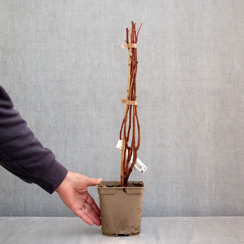 Ejemplar de Frambuesa Sumo 2 Maceta 2L/3L, Formación arbustiva entregado en otoño