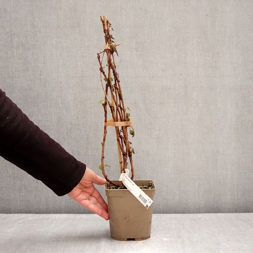 Frambuesa Sumo 2 Maceta 2L/3L, Formación arbustiva Ejemplar entregado en invierno