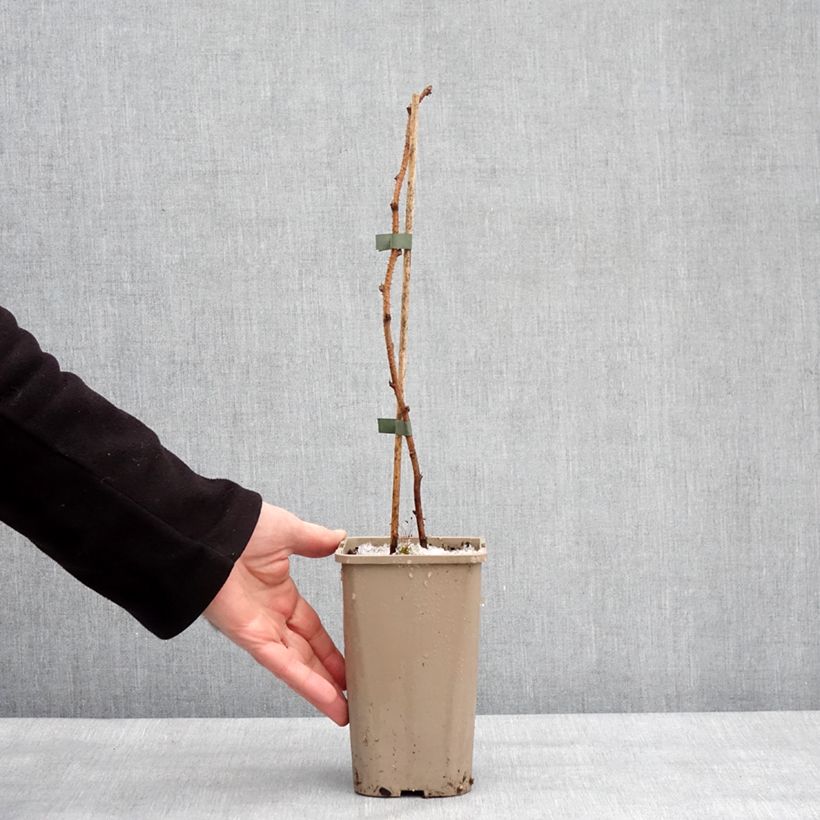 Frambuesa Tulamagic Maceta 1,5L/2L Ejemplar entregado en invierno