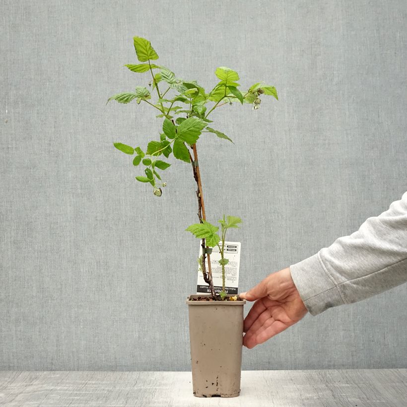 Frambuesa Tulamagic Maceta 1,5L/2L Ejemplar entregado en la primavera