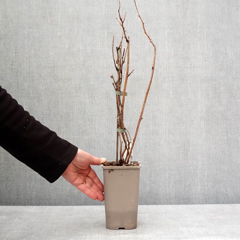 Frambuesa Twotimer Allyouneed Maceta 1,5L/2L Ejemplar entregado en invierno