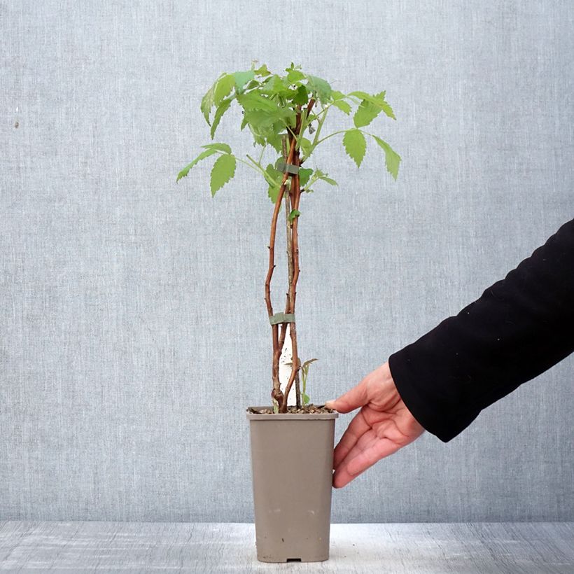 Frambuesa Twotimer Allyouneed Maceta 1,5L/2L Ejemplar entregado en la primavera