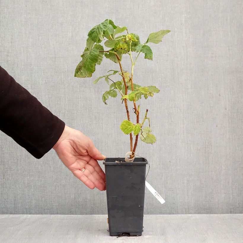 Ejemplar de Frambuesa Valentina Maceta 1,5L/2L, Formación arbustiva entregado en otoño