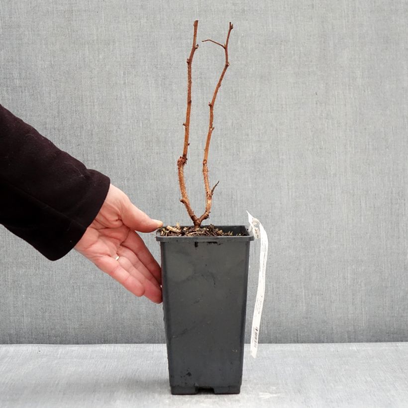 Frambuesa Valentina Maceta 1,5L/2L, Formación arbustiva Ejemplar entregado en invierno