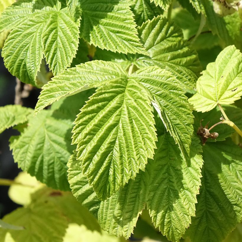 Común frambuesa Violette (Follaje)