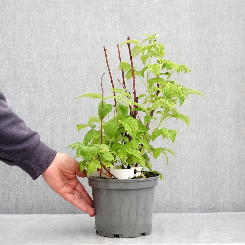 Común frambuesa Violette Maceta 3L/4L Ejemplar entregado en la primavera