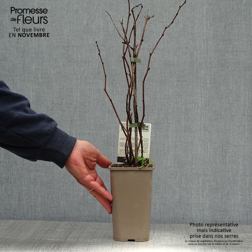 Ejemplar de Frambuesa Willamette Maceta 1,5L/2L, Formación arbustiva entregado en otoño