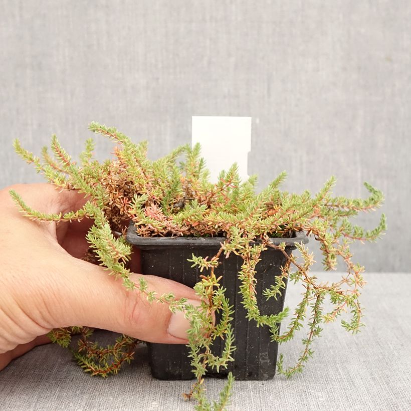 Ejemplar de Frankenia laevis - Brezo de mar Maceta de 8/9 cm entregado en otoño
