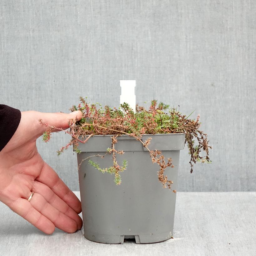 Ejemplar de Frankenia laevis - Brezo de mar Maceta 2L/3L entregado en otoño