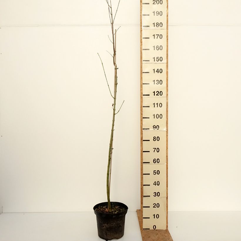 Ejemplar de Fraxinus americana - Fresno blanco americano Hunky Punk Maceta 7,5L/10L entregado en otoño