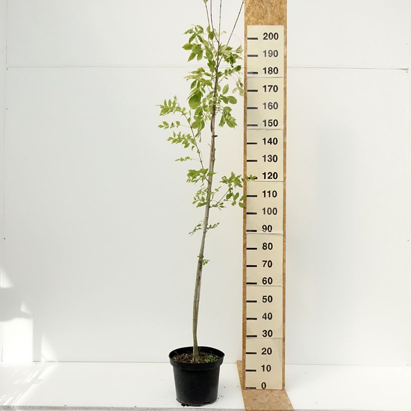 Ejemplar de Fraxinus americana - Fresno blanco americano Hunky Punk Maceta 7,5L/10L entregado en verano