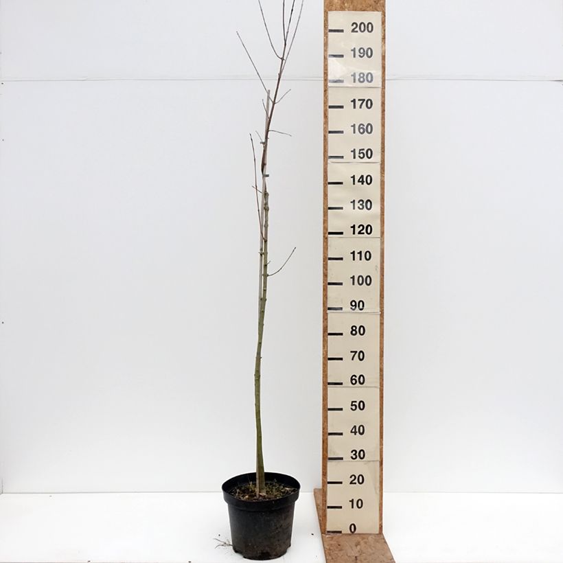 Fraxinus americana - Fresno blanco americano Hunky Punk Maceta 7,5L/10L Ejemplar entregado en invierno