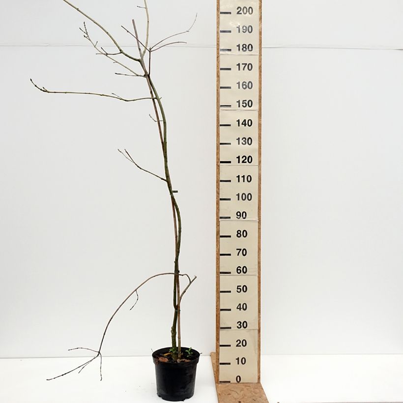 Ejemplar de Fraxinus excelsior Aarsee - Fresno norteño Maceta 7,5L/10L entregado en otoño