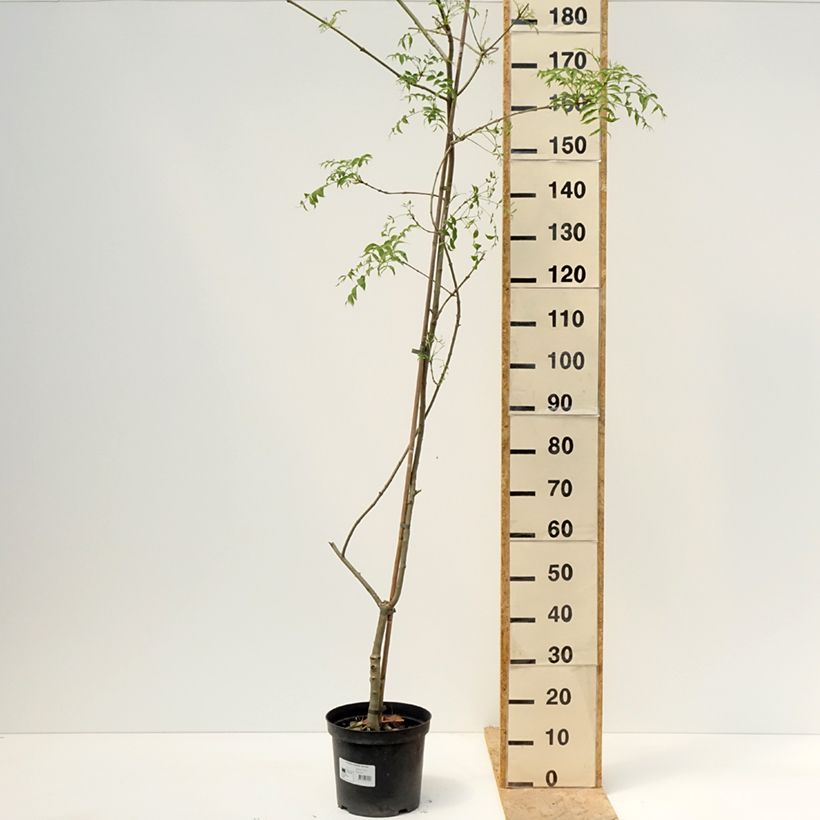 Fraxinus excelsior Aarsee - Fresno norteño Maceta 7,5L/10L Ejemplar entregado en la primavera