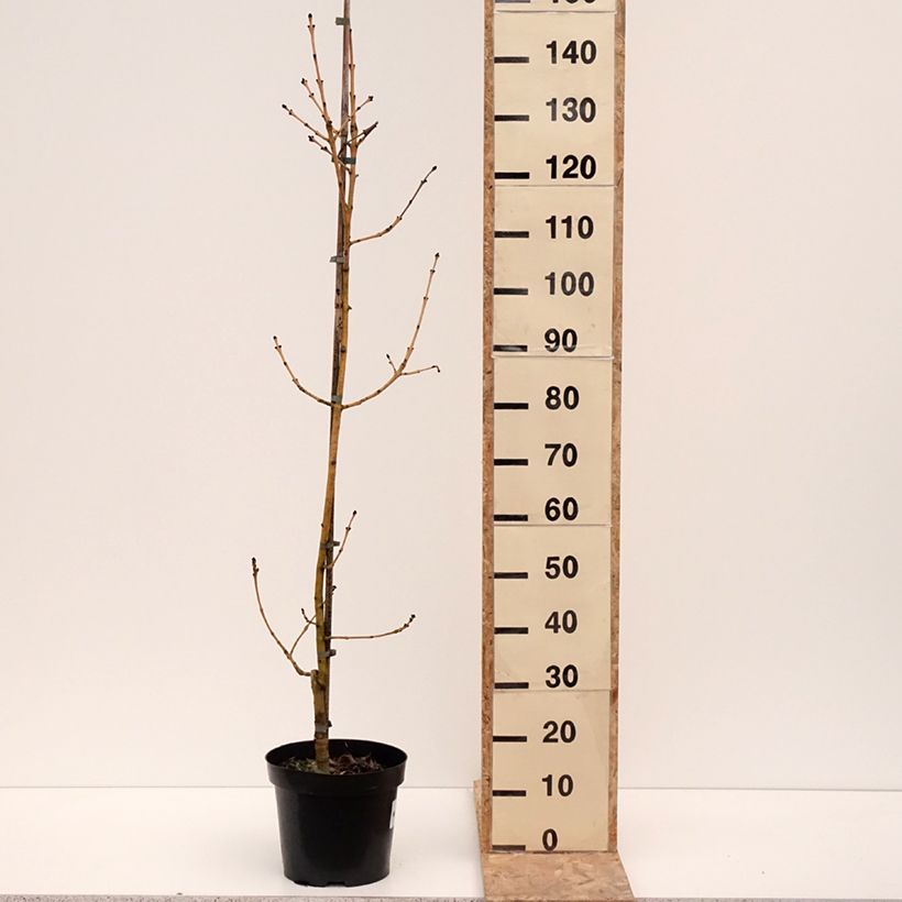 Fraxinus excelsior Allgold - Fresno norteño Maceta 7,5L/10L Ejemplar entregado en invierno
