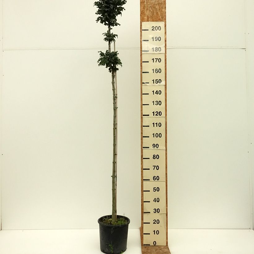 Ejemplar de Fraxinus excelsior Crispa - Fresno norteño Maceta 12L/15L, Tallo entregado en verano