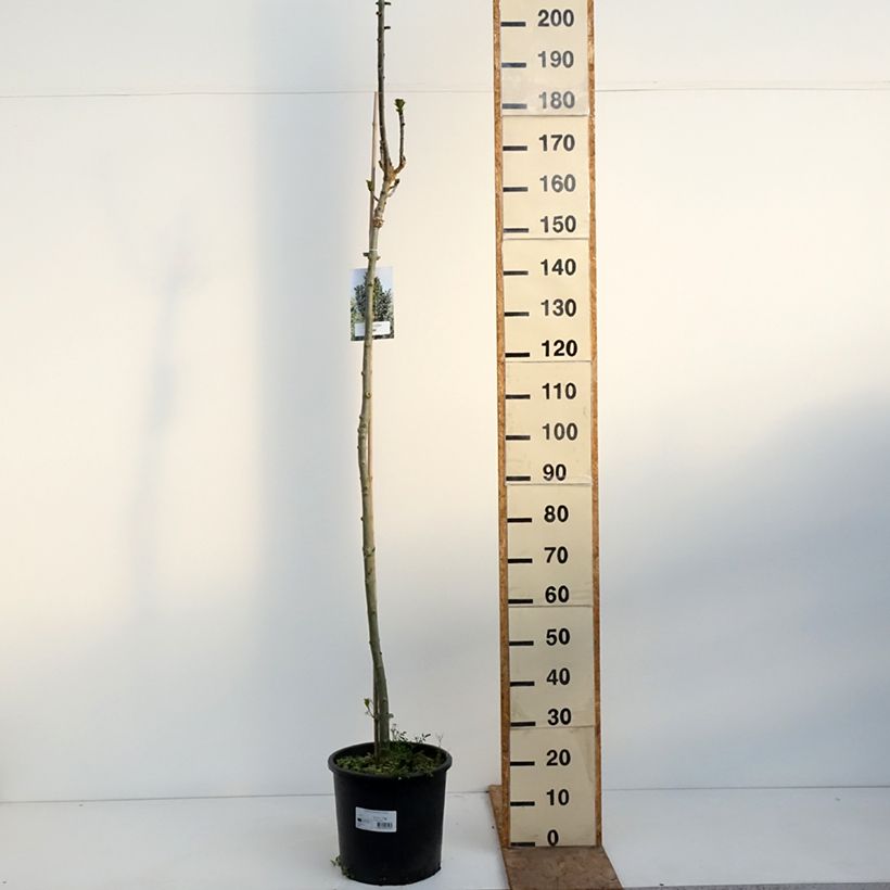 Fraxinus excelsior Crispa - Frêne à feuilles crispées Maceta 12L/15L, Tallo Ejemplar entregado en la primavera