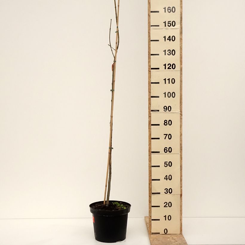 Fresno norteño Foliis Aureis - Fraxinus excelsior Maceta 12L/15L Ejemplar entregado en invierno