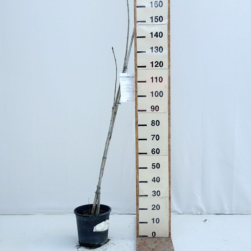 Fresno norteño - Fraxinus excelsior Maceta 7,5L/10L Ejemplar entregado en invierno