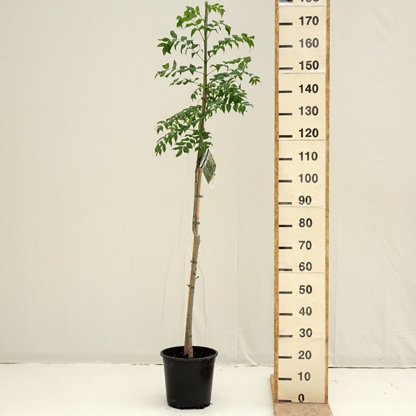Fresno norteño - Fraxinus excelsior Maceta 7,5L/10L Ejemplar entregado en la primavera