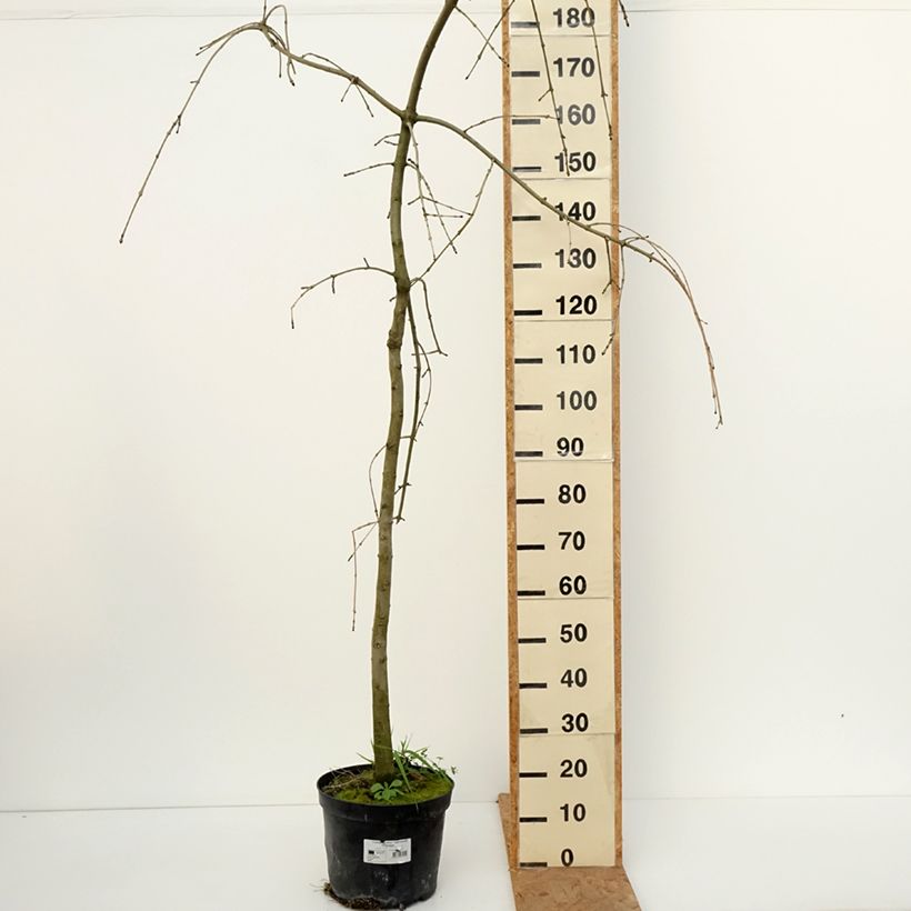 Ejemplar de Fraxinus excelsior Heterophylla Pendula - Fresno norteño Maceta 7,5L/10L entregado en otoño