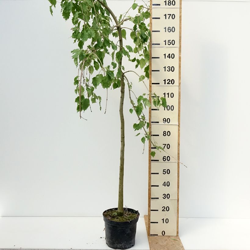Ejemplar de Fraxinus excelsior Heterophylla Pendula - Fresno norteño Maceta 7,5L/10L entregado en verano