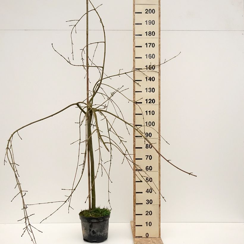 Fraxinus excelsior Heterophylla Pendula - Fresno norteño Maceta 7,5L/10L Ejemplar entregado en invierno