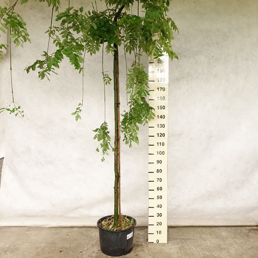 Ejemplar de Fresno norteño Pendula - Fraxinus excelsior Maceta 30L/35L entregado en verano