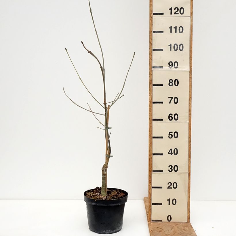 Ejemplar de Fraxinus excelsior Zygmunt Krasiński - Fresno norteño Maceta 7,5L/10L entregado en otoño