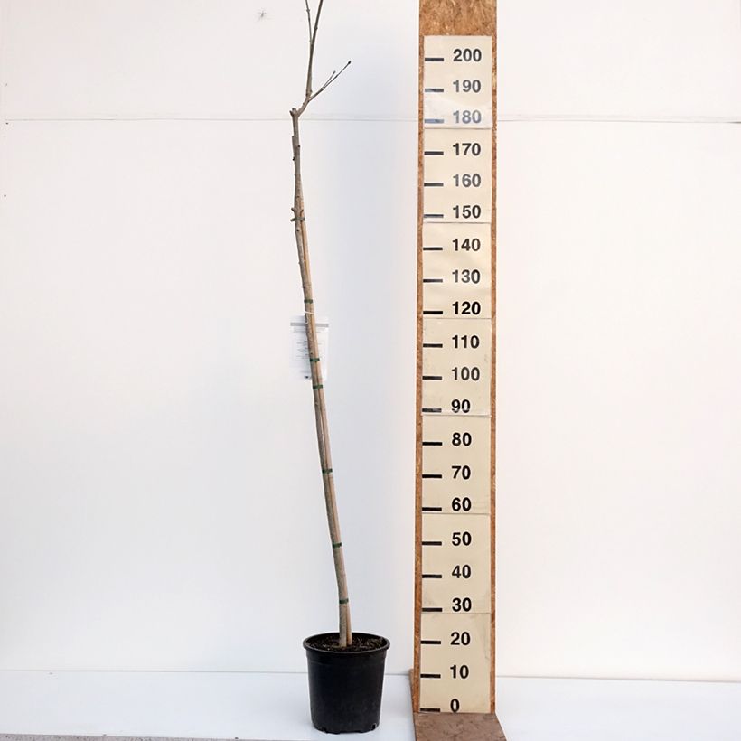 Fresno de flor - Fraxinus ornus Maceta 7,5L/10L Ejemplar entregado en invierno