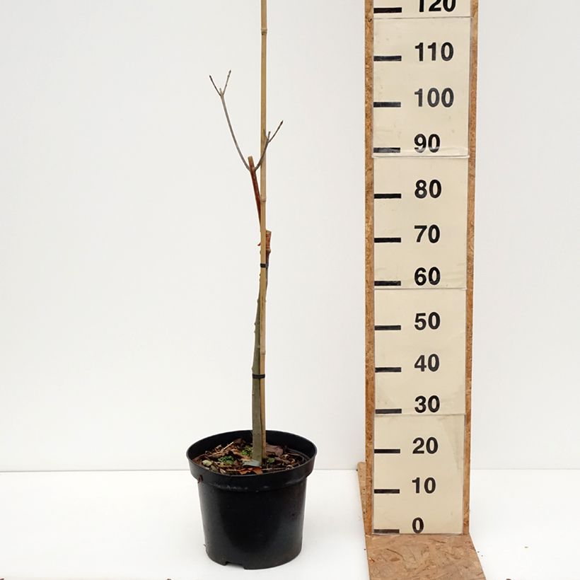 Ejemplar de Fraxinus pennsylvanica Argenteomarginata - Fresno rojo americano​ Maceta 7,5L/10L entregado en otoño