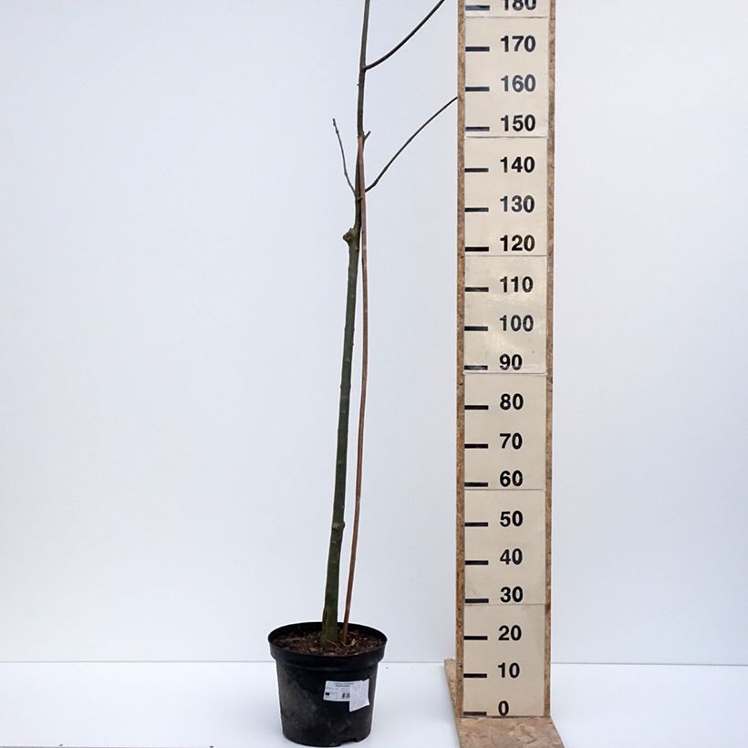 Fraxinus pennsylvanica Argenteomarginata - Fresno rojo americano​ Maceta 7,5L/10L Ejemplar entregado en invierno