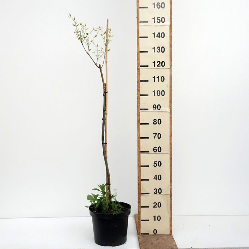 Fraxinus pennsylvanica Argenteomarginata - Fresno rojo americano​ Maceta 7,5L/10L Ejemplar entregado en la primavera