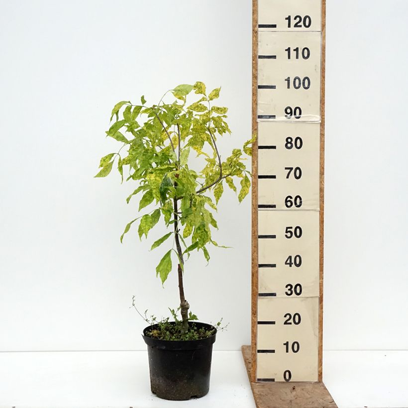 Fraxinus pennsylvanica Aucubifolia - Fresno rojo americano Maceta 7,5L/10L, Tallo Ejemplar entregado en la primavera