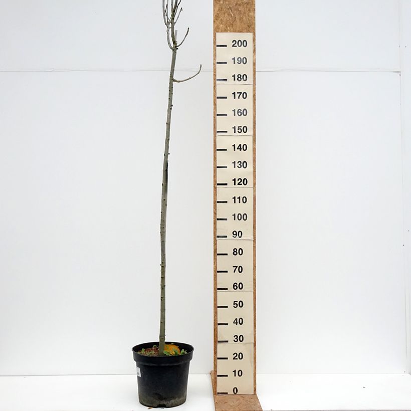 Ejemplar de Fraxinus pennsylvanica Crispa - Fresno rojo americano Maceta 30L/35L, Tallo entregado en otoño